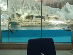 -帝企鹅自助餐厅•儿童岛•真企鹅(长隆企鹅酒店)