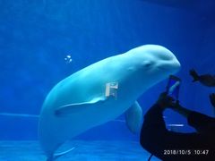 -芜湖新华联大白鲸海洋公园