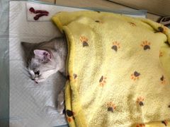 -乐派堂宠物医院·猫友好· 心脏科(东街店)