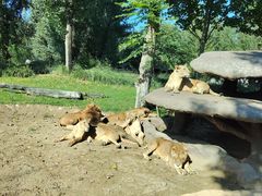 -北京野生动物园