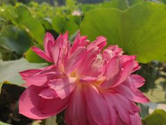 -莲花池公园