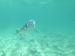 -东姑阿都拉曼海洋公园
