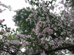 -重庆彩云湖湿地公园