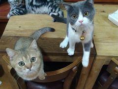 -李小姐の猫咖啡馆(五角场店)