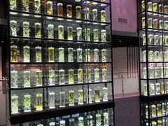 -广东中医药博物馆