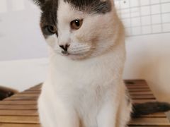 -Cappucimeow猫咪咖啡馆(韦伯时代店)
