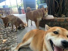 -柴犬高等学院·狗咖·柴犬售卖·宠物训练