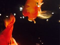 iphone_upload_pic-老船坞餐厅(北京亚洲大酒店 )
