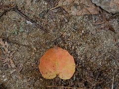 -火炉山森林公园