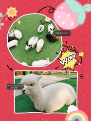 -萌宠亲子动物乐园(槐房万达店)