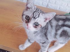 -平行世界·猫咖(首经贸店)