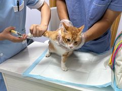 -博特宠物医院24h犬猫全科.骨科·异宠