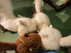 -藦茜花园宠物主题亲子互动体验馆(国顺东路店)