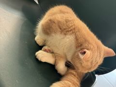 -飞行喵MR PILOT|猫舍·猫咖(静安大融城店)