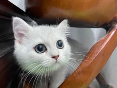 -lincat·猫舍(广州店)