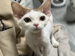 -山宅一喵德文卷毛猫舍