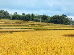 -龙里油画大草原旅游区