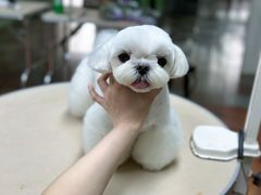 -鑫艺宠物美容培训学校