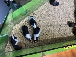 -未来动物城动物主题公园(大悦城店)