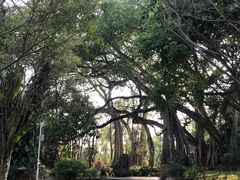 -瑞丽独树成林风景区