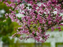 -江宁织造博物馆