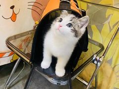 -欣宠猫屋·矮脚拿破仑·蓝金金渐层