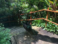 -新加坡飞禽公园