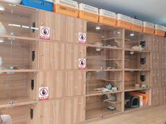 -喵百万·布偶·蓝金金渐层英短·猫舍(百子湾店)