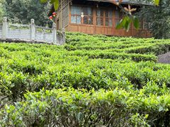 -姑婆山旅游区