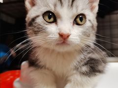 -1013 PET SHOP 宠物商店(近铁城市广场店)