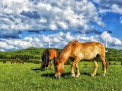 -塞罕坝国家级自然保护区