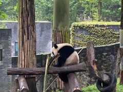 -都江堰中华大熊猫苑