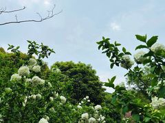 -铁山坪森林公园