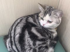 -佳怡动物医院·平价24小时·猫专科骨外科