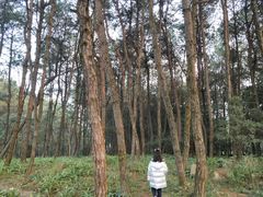 -铁山坪森林公园