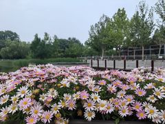 -大望京公园