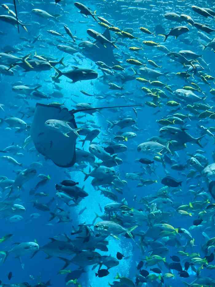三亚亚特兰蒂斯失落的空间水族馆