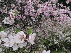 -白塘生态植物园