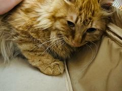 -康爱犬猫诊所·牙专科·骨外科·影像内科(丰宁店)