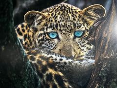 -罗红摄影艺术馆