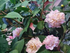 -老宅子私房菜馆(大理古城店)