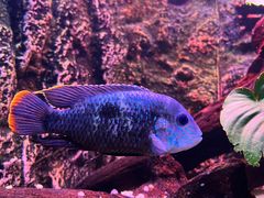 -上海海洋水族馆