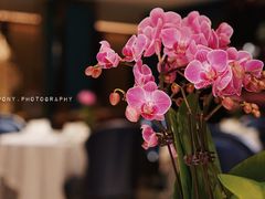 -Yan Ting 宴庭中餐厅(上海静安瑞吉酒店)