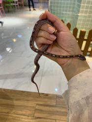 -Moni星球萌宠·小马宝莉·灵蛇·高端高阶全萌宠互动体验俱乐部(红豆国际广场店)