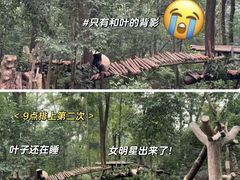 -成都大熊猫繁育研究基地