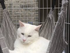 -两棵枇杷树