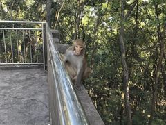 -黔灵山公园