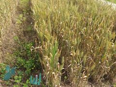 -前小桔亲子创意农场·草莓采摘·露营烧烤