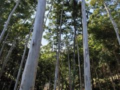 -广州市流溪河国家森林公园