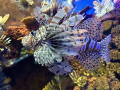 -上海海洋水族馆